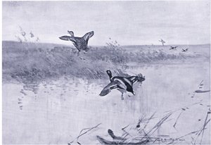 Duck Rising by Frank Southgate